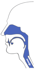 SnorBan mouthpiece - Open airways making more space to breathe and preventing snoring.